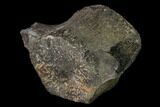 Fossil Whale Lumbar Vertebra - South Carolina #160870-1